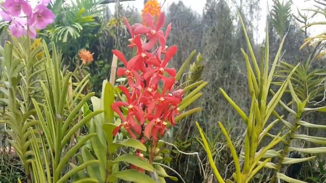 Stunning Red Orchid blooms in my garden смотреть онлайн