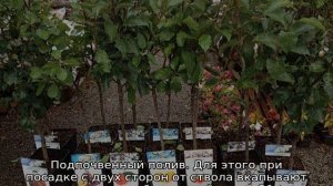 Саженцы плодовых деревьев — правила полива и подкормки