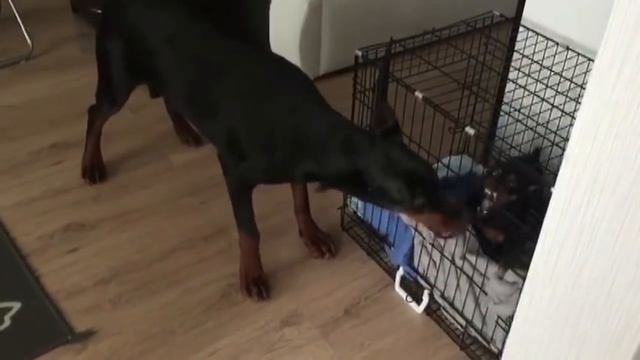 Цвергпинчер против Добермана(драки в стае) смотреть онлайн