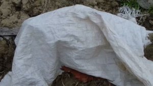 Открытие роз весной. Обзор и результаты зимовки.