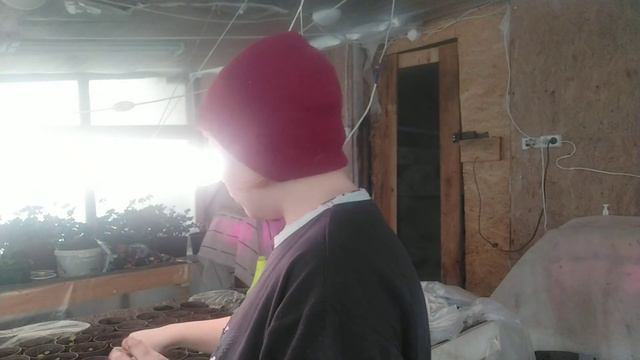 Пикирую перчики🤗🤗Средство для подкормки рассады🤗Сходила в огород 🤣🤣 Жасмина в охоту пришла🥰 смотреть онлайн