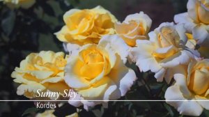 Souvenir de Baden-Baden & Sunny Sky - 2 Kordes roses performing well under stormy weather