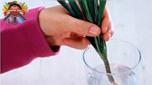 Как омолодить и размножить драцену. Формируем красивое растение!