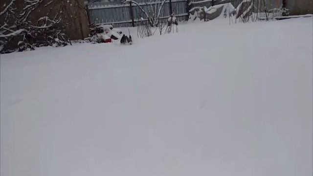 Джек Рассел Стал Зайцем смотреть онлайн