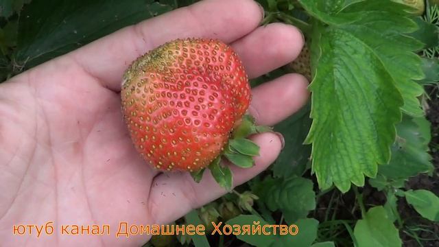 Земляника в Сибири//Джоли смотреть онлайн