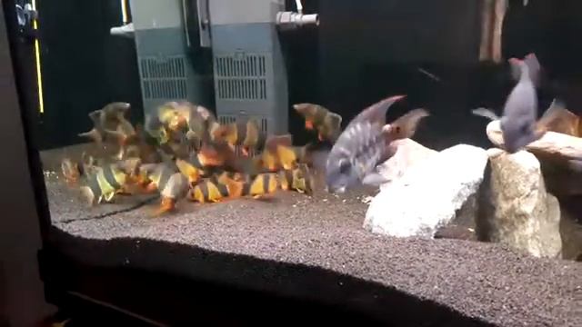 Боции клоуны стая смотреть онлайн