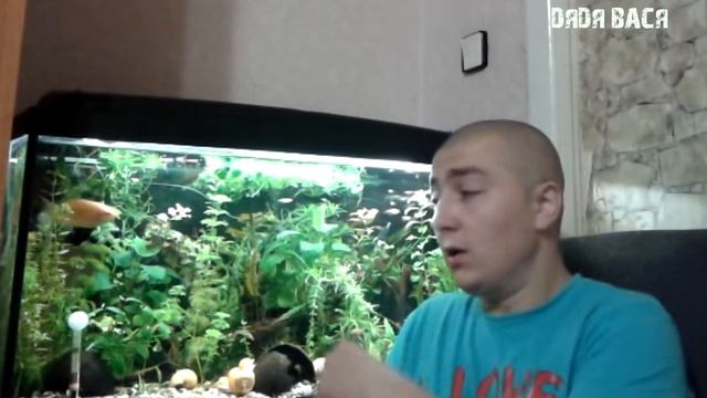 Питательный грунт для аквариума! Почему я запустил аквариум без подложки[#Питательный грунт] смотреть онлайн