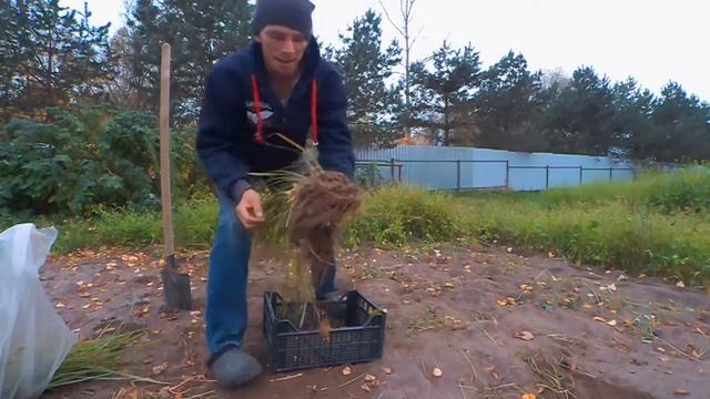 Уборка чуфы.