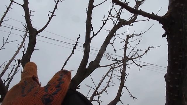 Восстановление старого абрикоса. ВТОРАЯ ЖИЗНЬ АБРИКОСА. смотреть онлайн