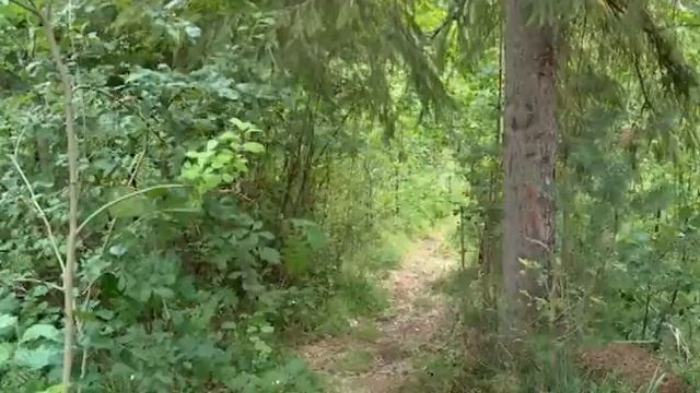 Спасатели обнаружили пенсионера, заблудившегося в лесу больше суток назад смотреть онлайн