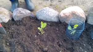 Баклажаны. Посадка. Защита от колорадского жука