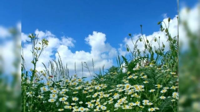 Одесса - Ромашка белая... смотреть онлайн