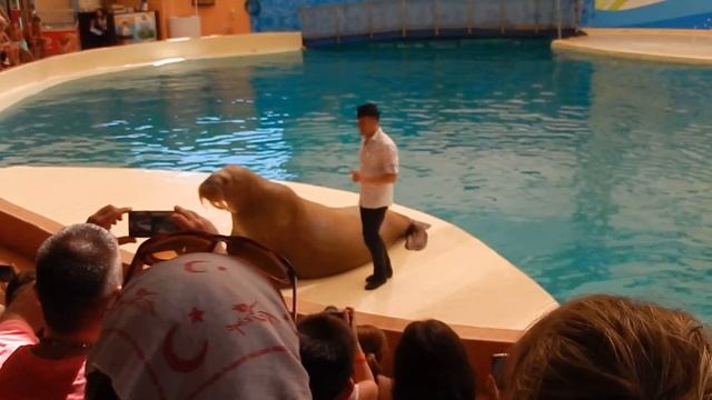 СУПЕР ШОУ, АКВАПАРК И ДЕЛЬФИНАРИЙ ТРОЯ, ТУРЦИЯ!!! смотреть онлайн