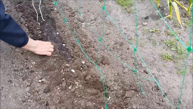 ПОСАДКА ОГУРЦОВ\НАШ СПОСОБ\СОРТ "АНУЛЬКА" смотреть онлайн