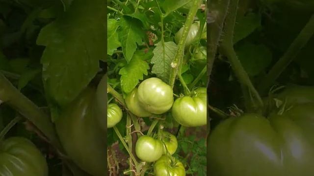 Томат Сахарный ПУДОВИЧОК #сад #огород2022 #томаты смотреть онлайн
