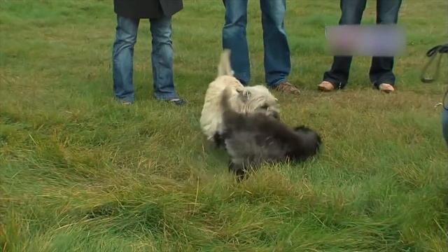 Мой питомец: Керн-терьер смотреть онлайн