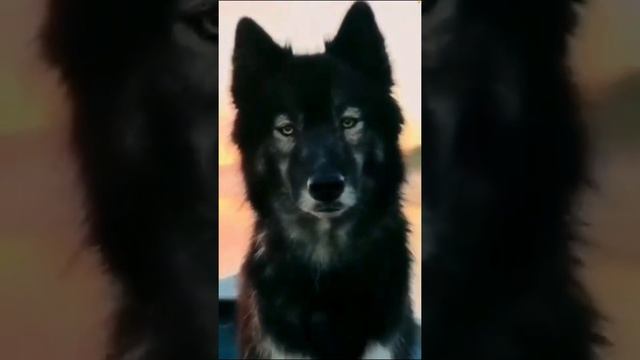 Эдит хаски агути смотреть онлайн