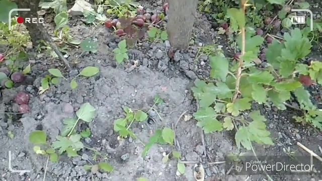 Как размножить крыжовник.Самый простой способ! смотреть онлайн