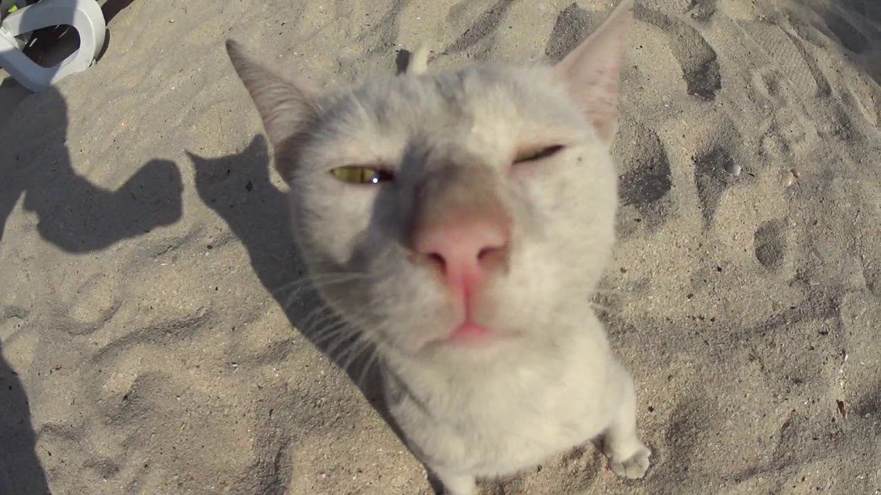 Кошки в Арабских Эмиратах (ОАЭ) смотреть онлайн