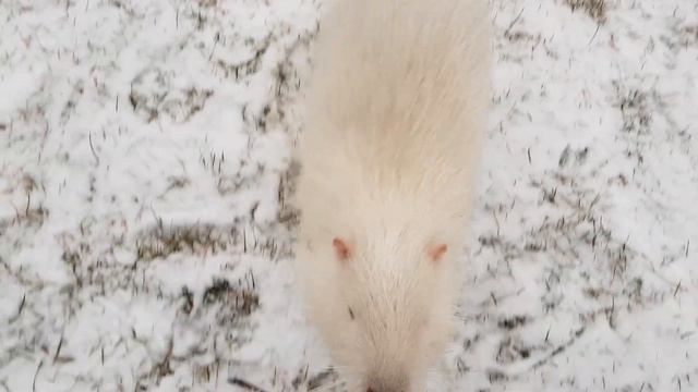 Летающие павлины и маленькие нутрии в яхт-клубе Сич смотреть онлайн