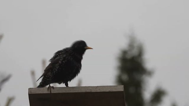 Скворец выбрал скворечник и зовет самочку смотреть онлайн