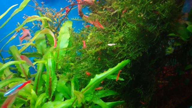 Креветки неокаридины вишни в моем 100 литровом аквариуме с рыбками смотреть онлайн