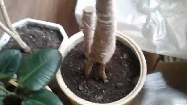 Пахира  Обрезка пахиры