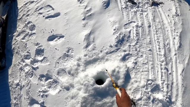 Вот это клёв. ХАРИТОН ЗА ХАРИТОНОМ. Рыбалка на горной реке. #хариус #2023 #веснапришла #эвенкия смотреть онлайн