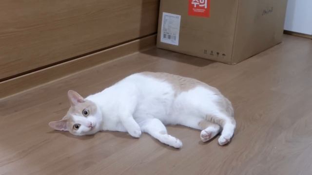 Sub) 끝없이 반복되는 방청소 | 언니랑 마트 장보기 | 새 테이블 | 오징어볶음 | 집순이 일상 브이로그