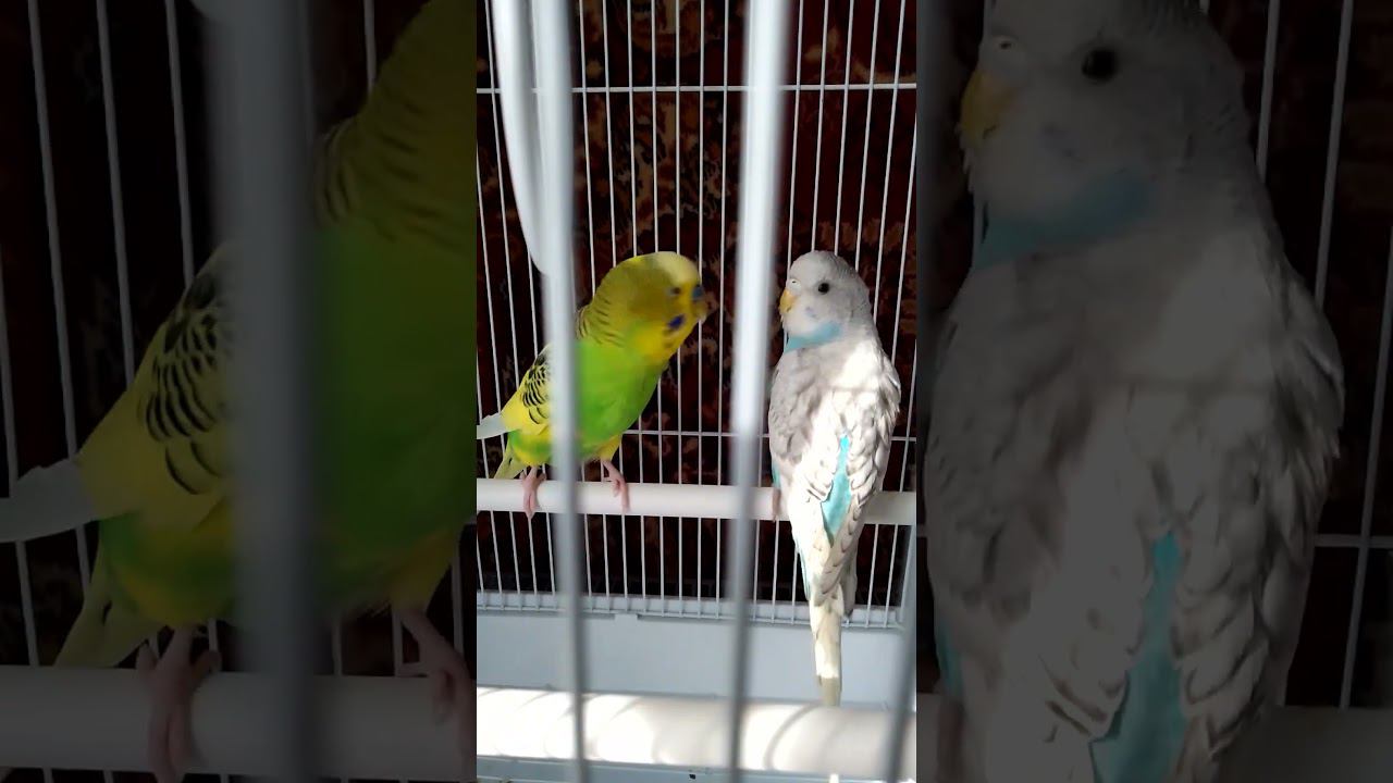 Первое знакомство Гриши и Даши . Любовь с первого взгляда. смотреть онлайн