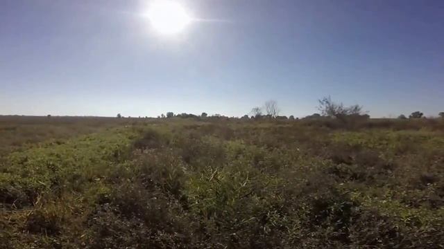 Pheasant hunting/Охота на фазана fazan 2016 Охота на фазана 2016 смотреть онлайн