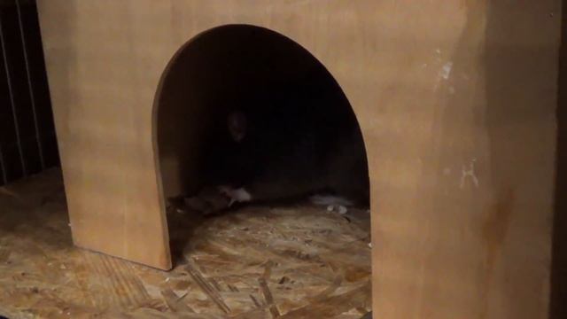 Кормим крыс мясом\Декоративные крысы-коротко о питании! смотреть онлайн