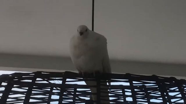LA PALOMA BLACA смотреть онлайн