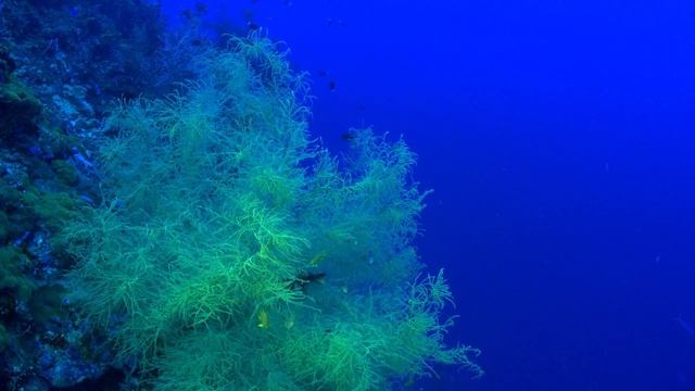 02_Чудеса голубой планеты - Австралия и Океания смотреть онлайн