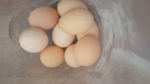 О яйцах . Ливенские ситцевые куры