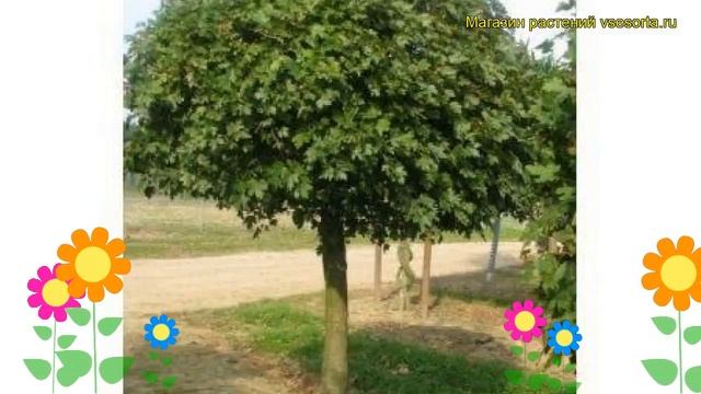 Клен полевой Нанум. Краткий обзор, описание характеристик acer campestre Nanum смотреть онлайн