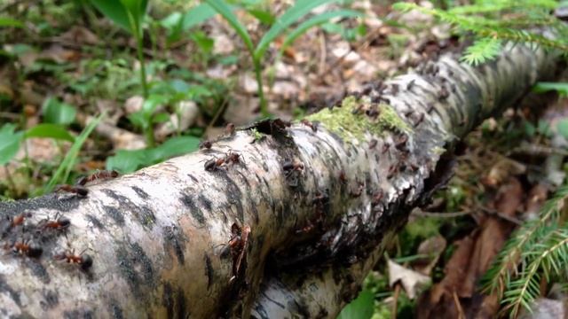В гостях у Сказки