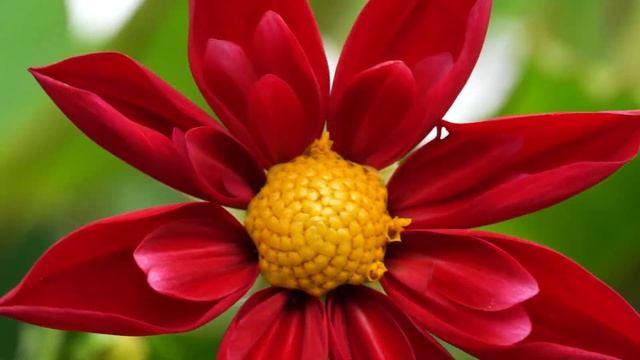 ЛЕТО (цикл "Времена года") смотреть онлайн