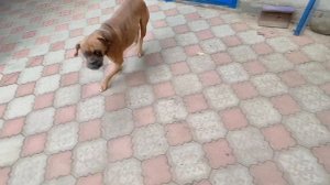 Бой человека и собаки немецкий боксер, разумеется в шутку! Такой добрый и веселый питомец.