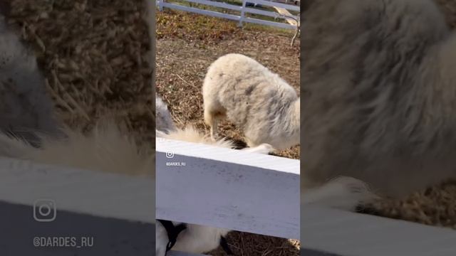 Ферма Альпак в Горячем ключе.