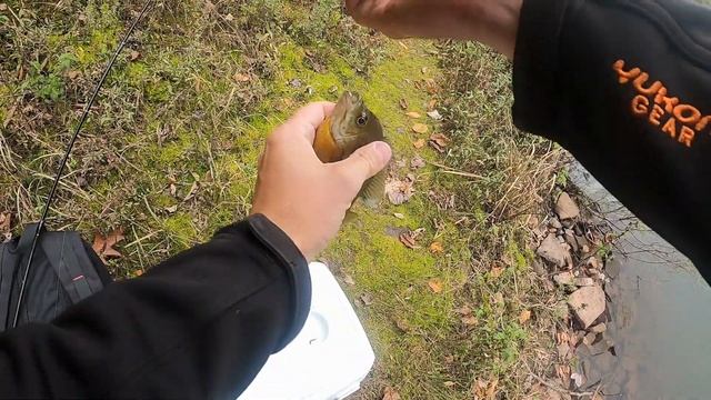 Briery Branch Lake Sunfish/ Тест Приманки Gulp Maggots удался смотреть онлайн