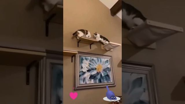 Полка сломалась под весом котов