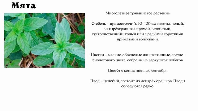 Махолёт - школа практической мультипликации