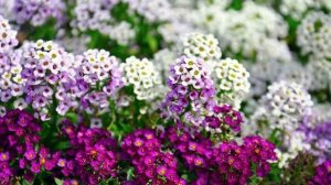 Когда сажать Алиссум на рассаду - подходящие сроки, рекомендации по выращиванию