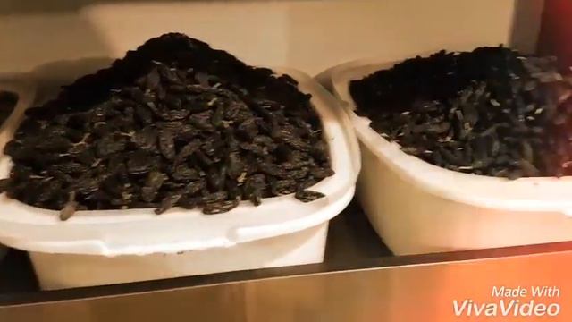 Уш шахрида: Ас Судайс Фруктовые Магазины смотреть онлайн