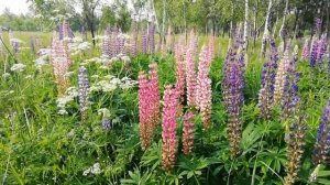 Какие цветы не стоит приносить домой - люпин многолистный