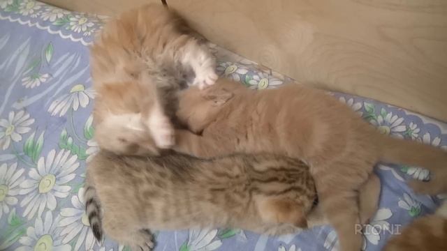 Scottish kittens in action / Массовые Беспорядки смотреть онлайн