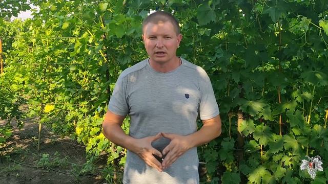 Как ускорить вызревание виноградной лозы смотреть онлайн