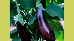 Баклажаны, любимые сорта Подмосковье