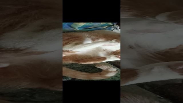 VID_20230418_104302.mp4